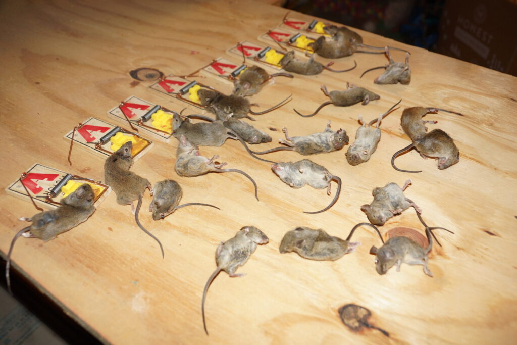 mice removal